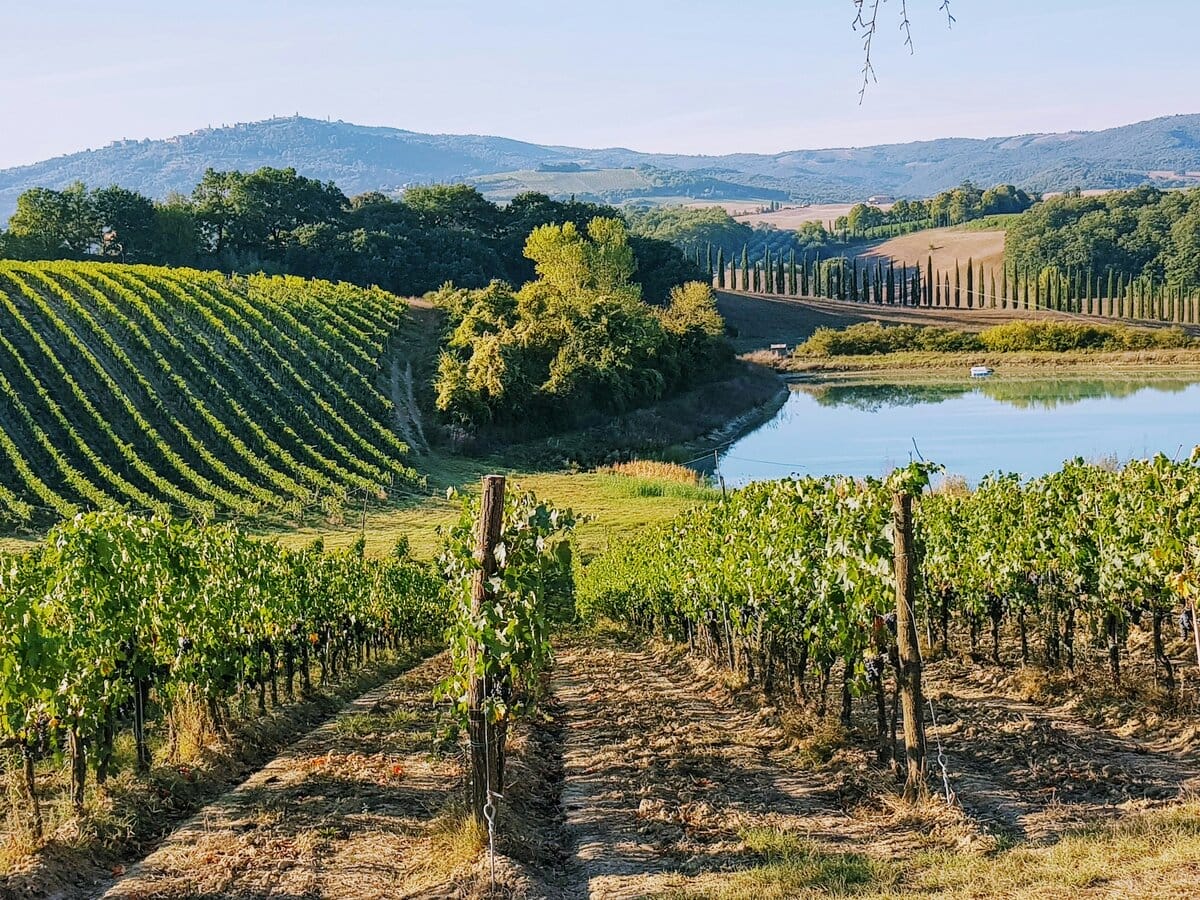 Tuscany vineyard