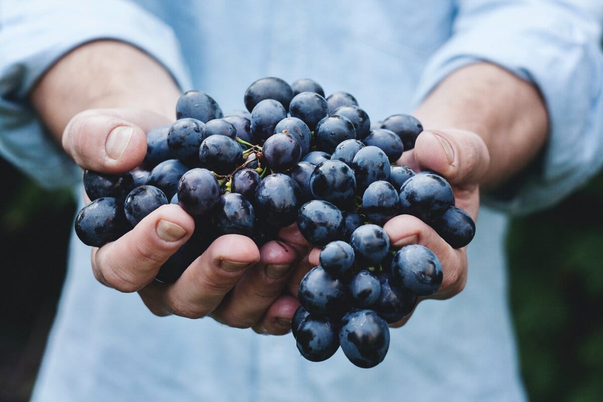 Umbria wines