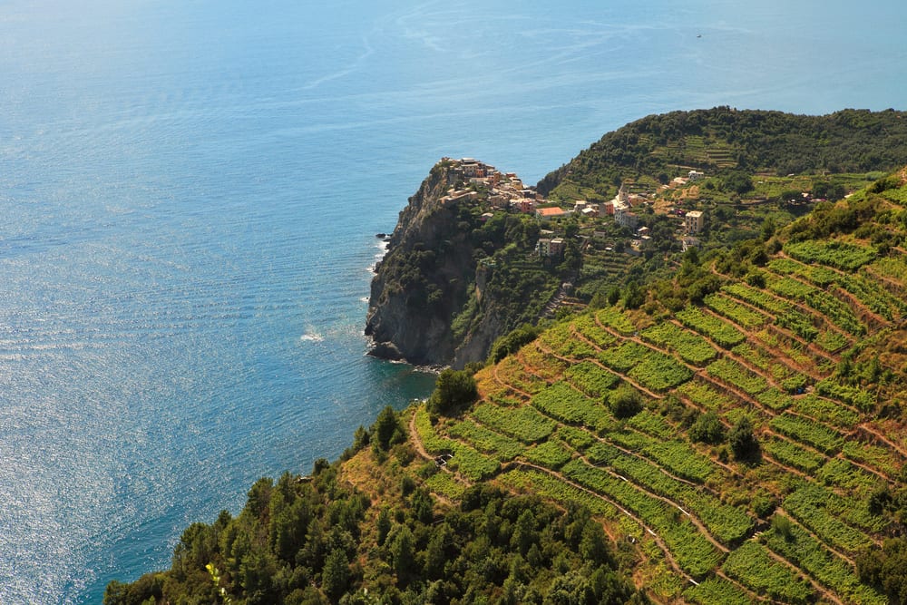 Vineyards on the Amalfi coast