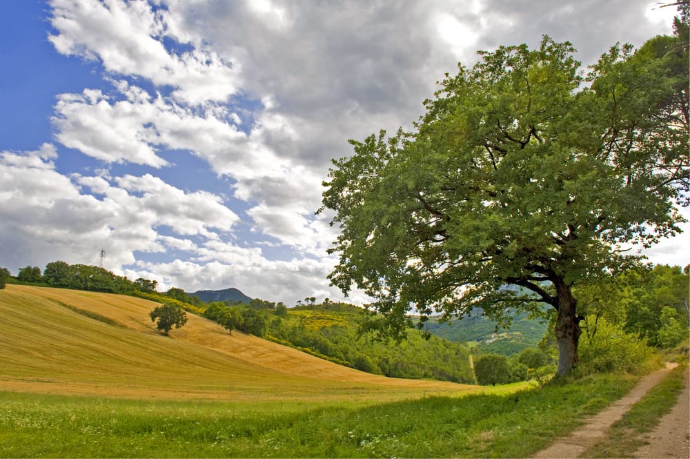 countryside Countryside-ancona-marche