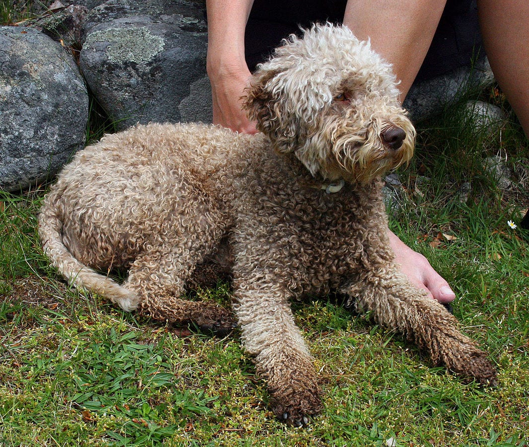 truffle dogs everything you need to about italian truffles walks of italy truffle dogs everything you need to about italian truffles walks of italy