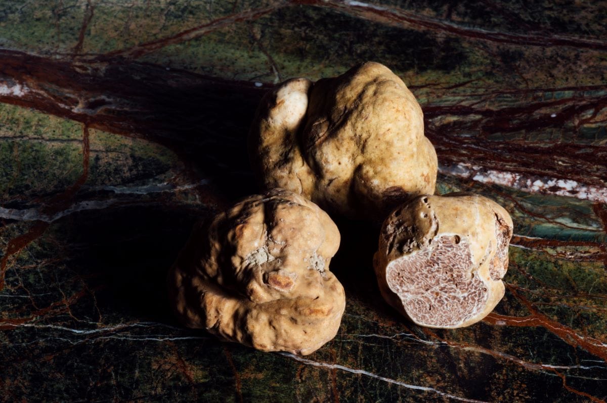 close up of white truffles and Italian truffle treat. 