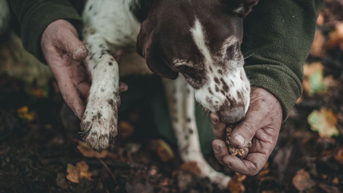 dog sniffing for Italian truffles in the forest.