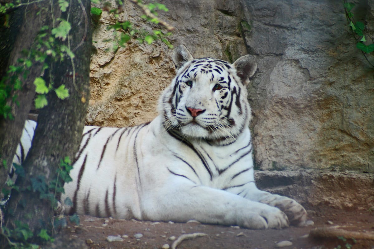 Visit the zoo in Italy with kids to see a white Bengal tiger
