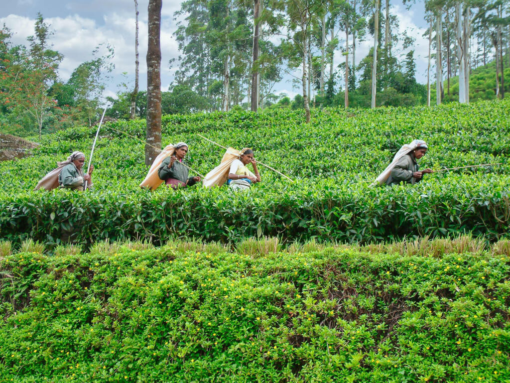 sri lanka tea plantation