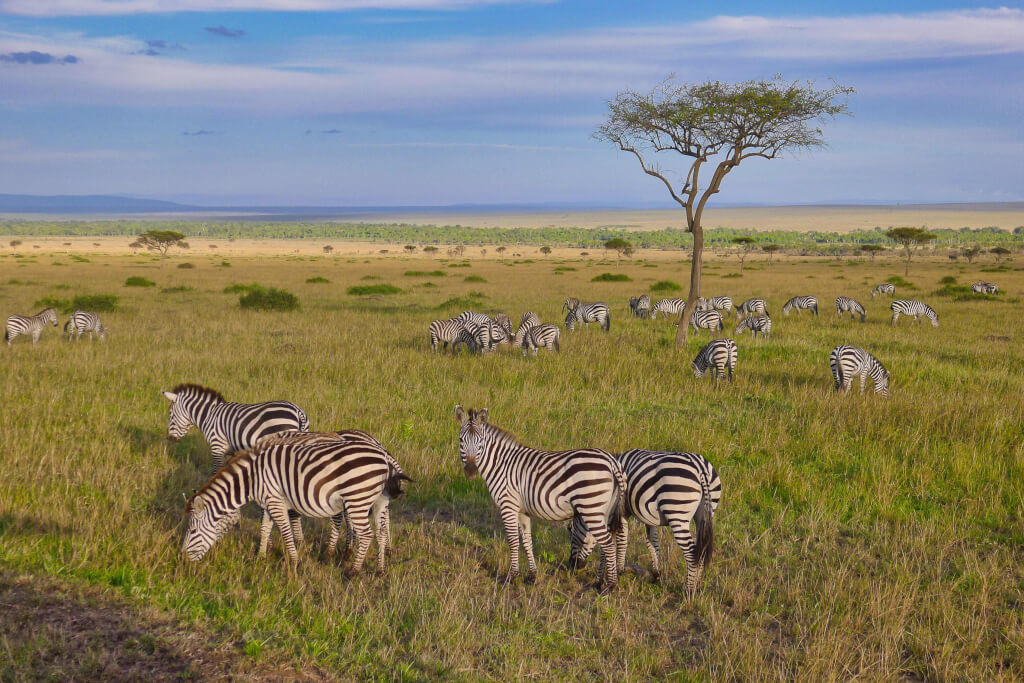 masai mara zebras