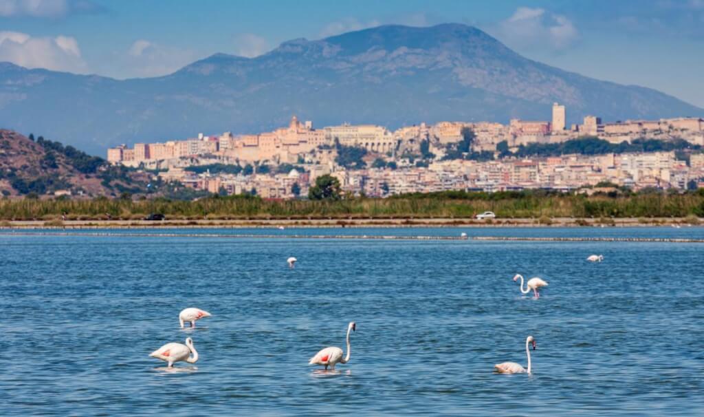 flamingoes at cagliari