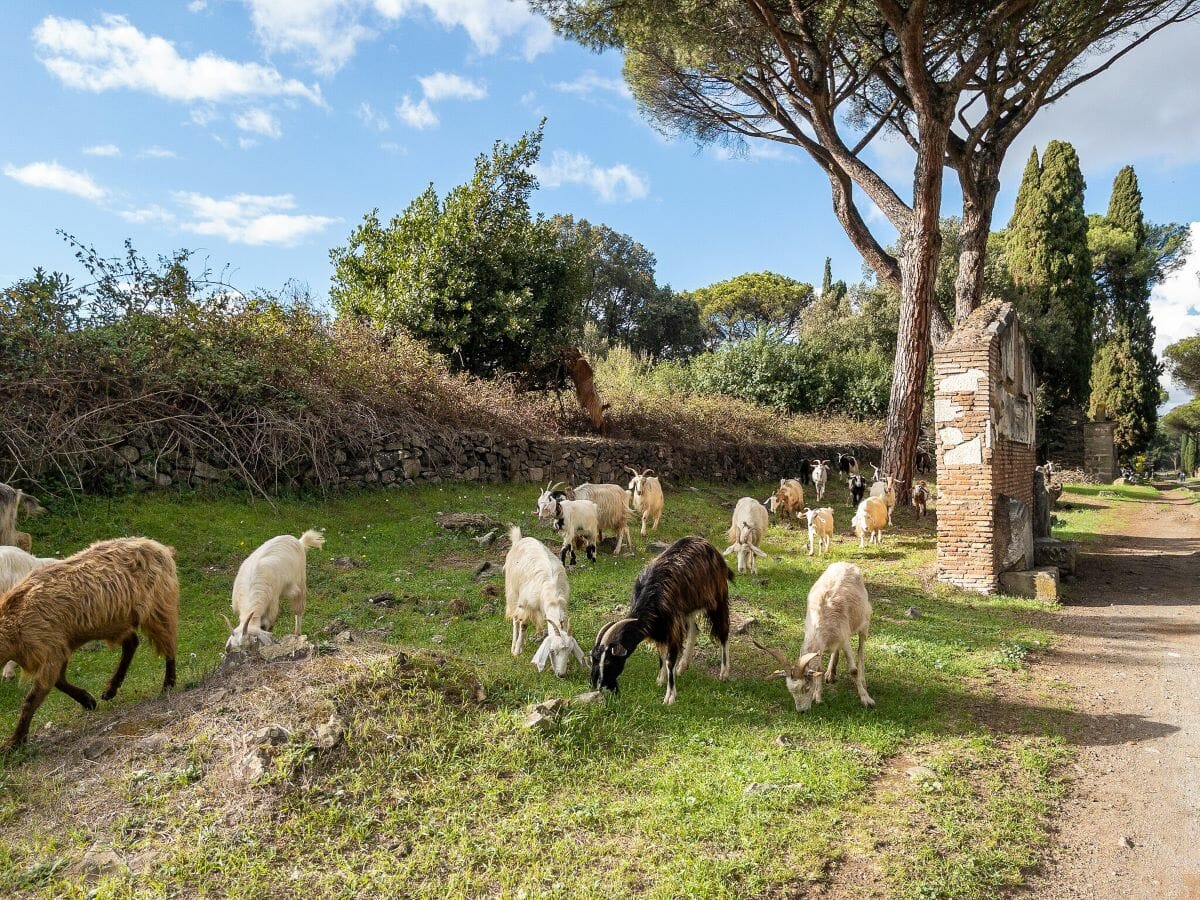 Animals along The Appian Way