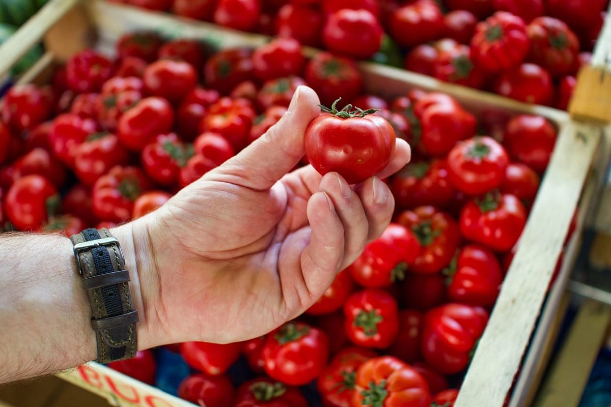 hand holding a red tomato