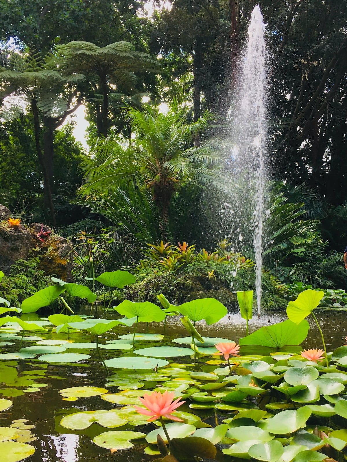 Botanical gardens, lily pads, and flowers surround a fountain